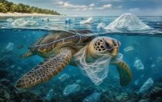 Article Image for The plastic effect on turtles